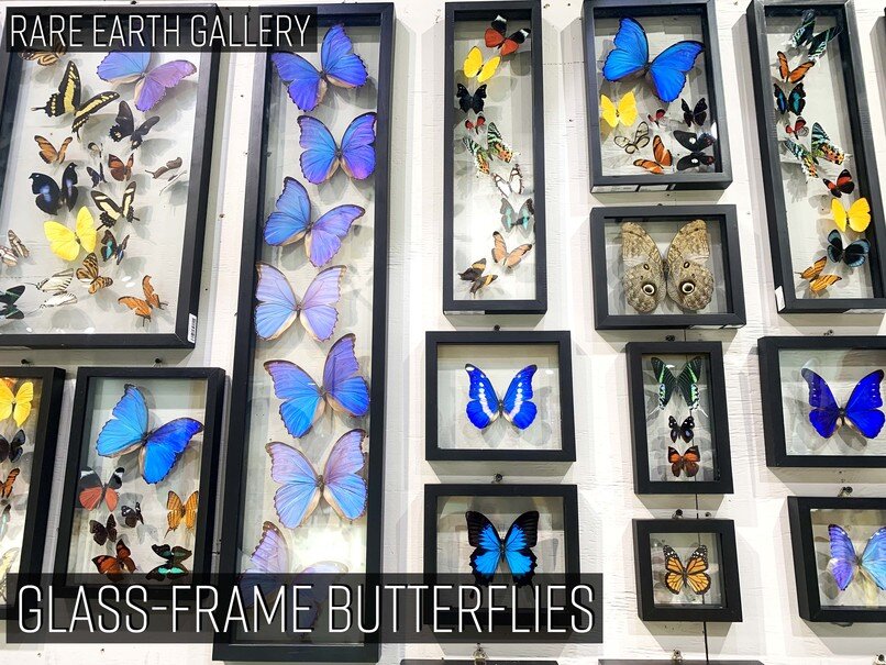 . Glass-Framed Butterflies 