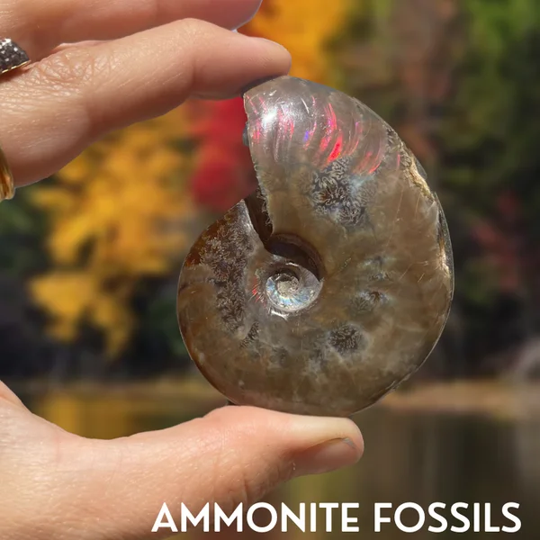 Ammonite | Fossil Information, Metaphysical Properties, Uses