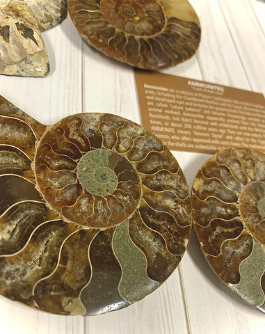 . Online! Mini Ammonites 