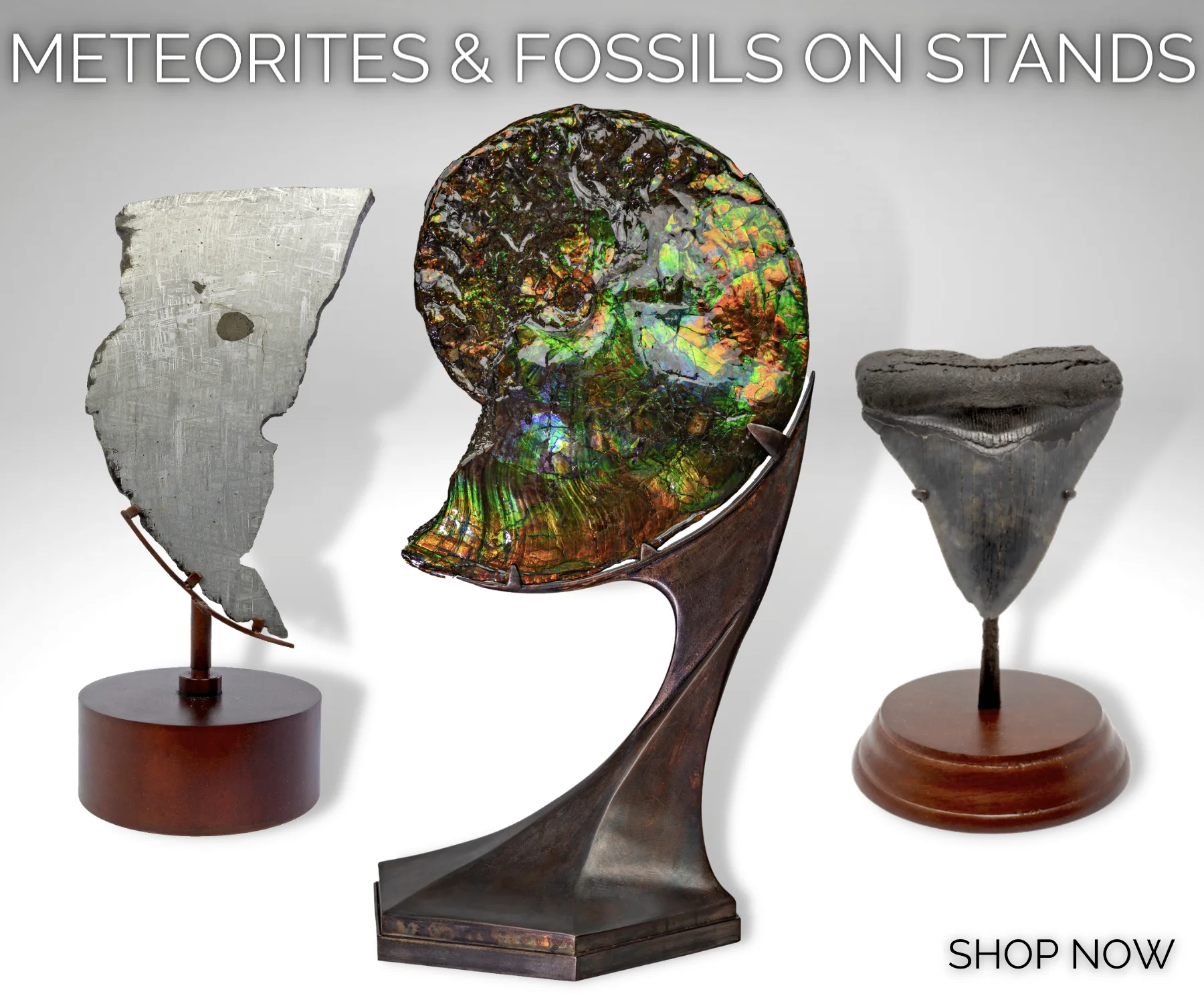 Meteorites Fossils On Stands
