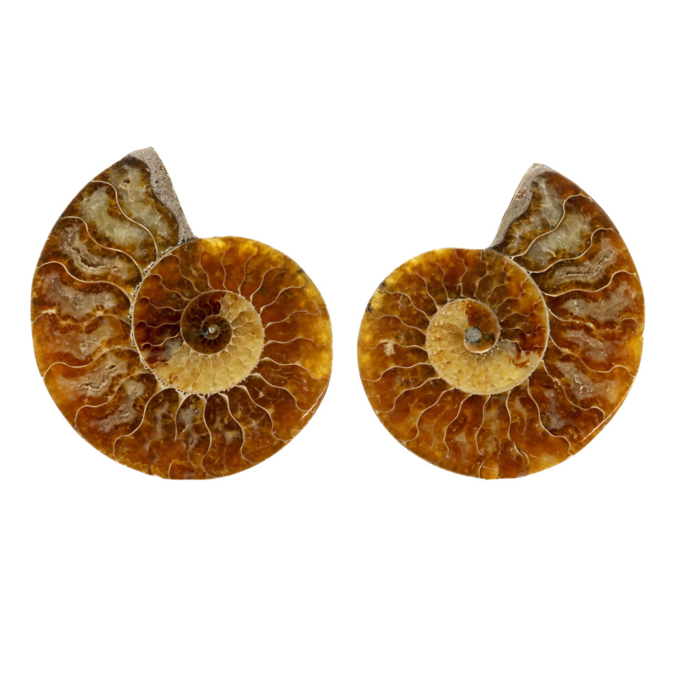 <span style="position: initial; margin: initial;"></span><span style="font-family: "EB Garamond"; position: initial; margin: initial;"><font size="4" style="position: initial; margin: initial;">Ammonite Fossil Pair -Small Medium</font></span><div style="position: initial; margin: initial;"><span style="font-family: "EB Garamond"; position: initial; margin: initial;"><font size="4" style="position: initial; margin: initial;"><br style="position: initial; margin: initial;"></font></span></div><div style="position: initial; margin: initial;"><span style="color: rgb(0, 0, 0); font-family: "EB Garamond"; position: initial; margin: initial;">As this is a one of a kind fossil, no two are alike. Please allow for variations in color and design in the piece that you receive. Your satisfaction is 100% guaranteed.</span><span style="font-family: "EB Garamond"; position: initial; margin: initial;"><font size="4" style="position: initial; margin: initial;"><br style="position: initial; margin: initial;"></font></span></div> Ammonite Fossil Pair -Small Medium