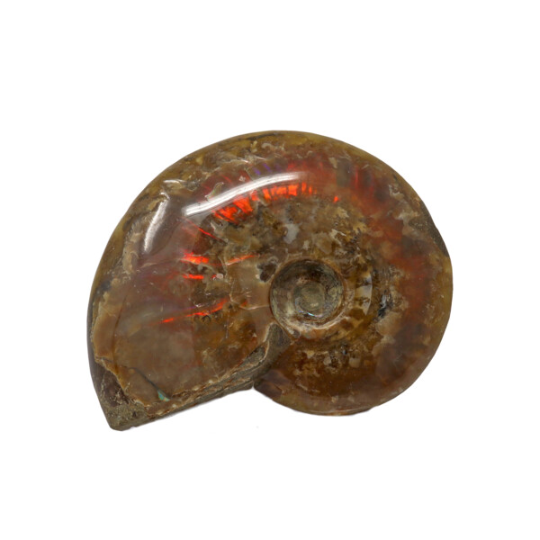 Closeup photo of Opalized Ammonite Fossil 3"