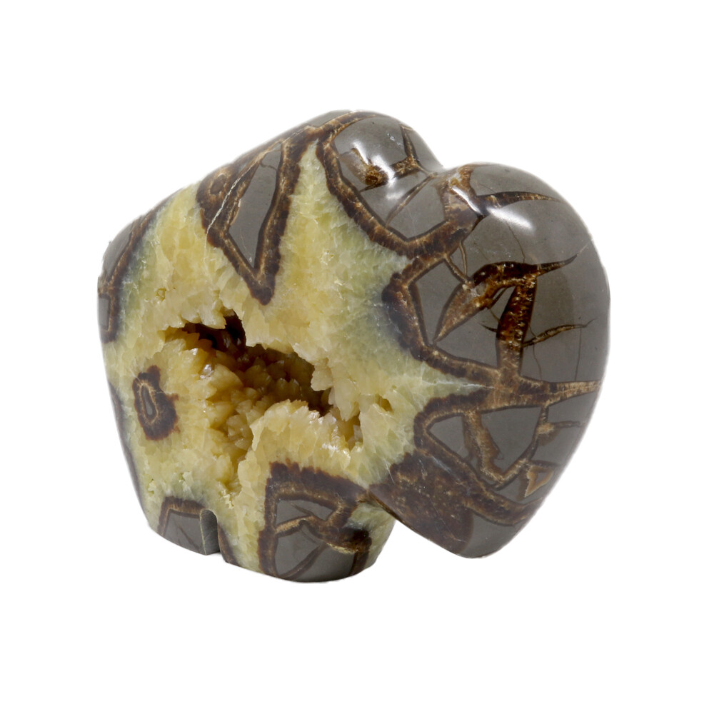 <span></span><span style="font-family: "EB Garamond";">Septarian Buffalo With Druze Pocket From Utah</span><div style="position: initial; margin: initial;"><br style="position: initial; margin: initial;"></div><div style="position: initial; margin: initial;"><p style="margin: initial; font-variant-numeric: normal; font-variant-east-asian: normal; font-stretch: normal; line-height: normal; font-family: "EB Garamond"; color: rgb(0, 0, 0); position: initial;"><font style="font-size: 1.2rem; line-height: 22px; position: initial; margin: initial;"><span style="font-weight: 700; position: initial; margin: initial;">Septarian </span>also known as Dragon Stone, is a concretion of Calcite, which</font></p><p style="margin: initial; font-variant-numeric: normal; font-variant-east-asian: normal; font-stretch: normal; line-height: normal; font-family: "EB Garamond"; color: rgb(0, 0, 0); position: initial;"><font style="font-size: 1.2rem; line-height: 22px; position: initial; margin: initial;">makes up the yellow centers, Aragonite, which are the brown lines, and</font></p><p style="margin: initial; font-variant-numeric: normal; font-variant-east-asian: normal; font-stretch: normal; line-height: normal; font-family: "EB Garamond"; color: rgb(0, 0, 0); position: initial;"><font style="font-size: 1.2rem; line-height: 22px; position: initial; margin: initial;">the outer grey rock is mud-like limestone. Formed during the Cretaceous</font></p><p style="margin: initial; font-variant-numeric: normal; font-variant-east-asian: normal; font-stretch: normal; line-height: normal; font-family: "EB Garamond"; color: rgb(0, 0, 0); position: initial;"><font style="font-size: 1.2rem; line-height: 22px; position: initial; margin: initial;">Period. The root word ‘septaria’ stems in Latin meaning ‘partition.’</font></p><p style="margin: initial; font-variant-numeric: normal; font-variant-east-asian: normal; font-stretch: normal; line-height: normal; font-family: "EB Garamond"; color: rgb(0, 0, 0); position: initial;"><font style="font-size: 1.2rem; line-height: 22px; position: initial; margin: initial;">Septarian is a wonderful stone to carry with you if you speak in public, as</font></p><p style="margin: initial; font-variant-numeric: normal; font-variant-east-asian: normal; font-stretch: normal; line-height: normal; font-family: "EB Garamond"; color: rgb(0, 0, 0); position: initial;"><font style="font-size: 1.2rem; line-height: 22px; position: initial; margin: initial;">it gives you confidence, & allows you to gain an audience’s attention.</font></p><p style="margin: initial; font-variant-numeric: normal; font-variant-east-asian: normal; font-stretch: normal; line-height: normal; font-family: "EB Garamond"; color: rgb(0, 0, 0); position: initial;"><font style="font-size: 1.2rem; line-height: 22px; position: initial; margin: initial;">Septarian allows for better tolerance & patience, as well as emotional</font></p><p style="margin: initial; font-variant-numeric: normal; font-variant-east-asian: normal; font-stretch: normal; line-height: normal; font-family: "EB Garamond"; color: rgb(0, 0, 0); position: initial;"><font style="font-size: 1.2rem; line-height: 22px; position: initial; margin: initial;">flexibility. Specimens can be found from the Zion National Park Region,</font></p><p style="margin: initial; font-variant-numeric: normal; font-variant-east-asian: normal; font-stretch: normal; line-height: normal; font-family: "EB Garamond"; color: rgb(0, 0, 0); position: initial;"><font style="font-size: 1.2rem; line-height: 22px; position: initial; margin: initial;">(exhibiting yellow calcite druzy) to Madagascar.</font></p></div> Septarian Buffalo With Druze Pocket From Utah