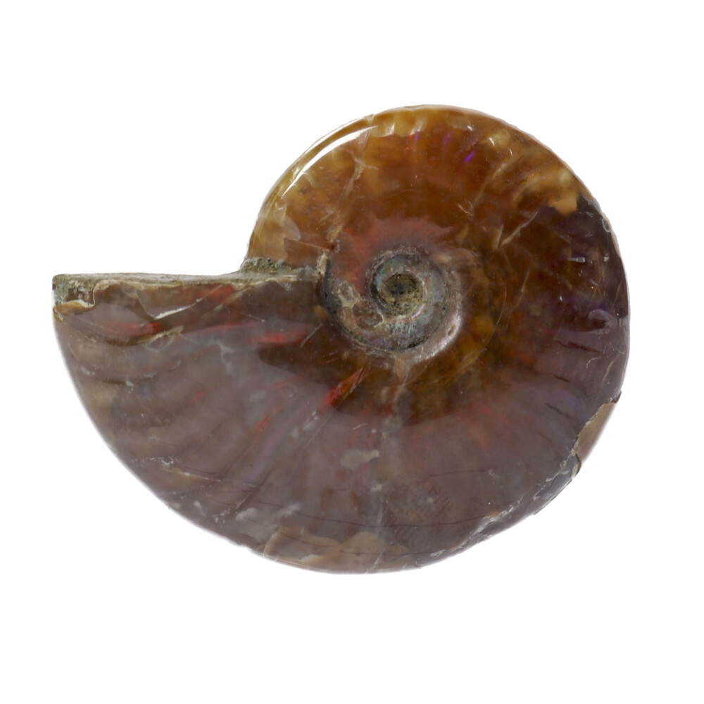 <font style="font-family: "EB Garamond"; position: initial; margin: initial;" size="4">Opalized Ammonite Fossil</font><div style="font-family: "EB Garamond"; position: initial; margin: initial;"><p style="margin: initial; font-variant-numeric: normal; font-variant-east-asian: normal; font-stretch: normal; line-height: normal; font-family: "EB Garamond"; color: rgb(0, 0, 0); position: initial;"><span style="position: initial; margin: initial; font-family: "EB Garamond";"><font size="4" style="position: initial; margin: initial;">Ammonites </font></span><span style="font-size: 1.2rem; position: initial; margin: initial;">are actually a subclass of Phylum Cephlapoda. Like modern</span></p><p style="margin: initial; font-variant-numeric: normal; font-variant-east-asian: normal; font-stretch: normal; line-height: normal; font-family: "EB Garamond"; color: rgb(0, 0, 0); position: initial;"><font size="4" style="position: initial; margin: initial;">Cephalopods, including the Chambered Nautilus and the Squid, Ammonites</font></p><p style="margin: initial; font-variant-numeric: normal; font-variant-east-asian: normal; font-stretch: normal; line-height: normal; font-family: "EB Garamond"; color: rgb(0, 0, 0); position: initial;"><font size="4" style="position: initial; margin: initial;">had well developed eyes and tentacles for grasping food. The lines on the</font></p><p style="margin: initial; font-variant-numeric: normal; font-variant-east-asian: normal; font-stretch: normal; line-height: normal; font-family: "EB Garamond"; color: rgb(0, 0, 0); position: initial;"><font size="4" style="position: initial; margin: initial;">shell are called “suture patterns” and became increasingly complex as the</font></p><p style="margin: initial; font-variant-numeric: normal; font-variant-east-asian: normal; font-stretch: normal; line-height: normal; font-family: "EB Garamond"; color: rgb(0, 0, 0); position: initial;"><font size="4" style="position: initial; margin: initial;">animal evolved. The iridescent on the exterior shell is a form of opal that has</font></p><p style="margin: initial; font-variant-numeric: normal; font-variant-east-asian: normal; font-stretch: normal; line-height: normal; font-family: "EB Garamond"; color: rgb(0, 0, 0); position: initial;"><font size="4" style="position: initial; margin: initial;">replaced the nacre shell. Ammonites apparently evolved from the Ordovician</font></p><p style="margin: initial; font-variant-numeric: normal; font-variant-east-asian: normal; font-stretch: normal; line-height: normal; font-family: "EB Garamond"; color: rgb(0, 0, 0); position: initial;"><font size="4" style="position: initial; margin: initial;">Nautiloids, but didn’t become well established until the Mid-Devonian times,</font></p><p style="margin: initial; font-variant-numeric: normal; font-variant-east-asian: normal; font-stretch: normal; line-height: normal; font-family: "EB Garamond"; color: rgb(0, 0, 0); position: initial;"><font size="4" style="position: initial; margin: initial;">or about 300 million years ago. They are now extinct. The word</font></p><p style="margin: initial; font-variant-numeric: normal; font-variant-east-asian: normal; font-stretch: normal; line-height: normal; font-family: "EB Garamond"; color: rgb(0, 0, 0); position: initial;"><font size="4" style="position: initial; margin: initial;">AMMONITE </font><span style="font-size: 1.2rem; position: initial; margin: initial;">means “Ammon Stone” and refers to the Egyptian God Ammon, who often</span></p><p style="margin: initial; font-variant-numeric: normal; font-variant-east-asian: normal; font-stretch: normal; line-height: normal; font-family: "EB Garamond"; color: rgb(0, 0, 0); position: initial;"><font size="4" style="position: initial; margin: initial;">appeared with ram’s horns. The mathematical pattern within the shells are</font></p><p style="font-variant-numeric: normal; font-variant-east-asian: normal; font-stretch: normal; line-height: normal; font-family: "EB Garamond"; color: rgb(0, 0, 0); position: initial; margin: initial;"><font size="4" style="position: initial; margin: initial;">undeniable on Earth; the Golden Mean applies deeply.</font></p><p style="font-variant-numeric: normal; font-variant-east-asian: normal; font-stretch: normal; line-height: normal; font-family: "EB Garamond"; color: rgb(0, 0, 0); position: initial; margin: initial;"><font size="4" style="position: initial; margin: initial;"><br style="position: initial; margin: initial;"></font></p><p style="font-variant-numeric: normal; font-variant-east-asian: normal; font-stretch: normal; line-height: normal; font-family: "Helvetica Neue"; color: rgb(0, 0, 0); position: initial; margin: initial;"><span style="font-family: "EB Garamond";"><font size="4">*Each item is unique and one of a kind. Nature's treasures do vary in their shape and color.</font></span></p></div> Opalized Ammonite Fossil