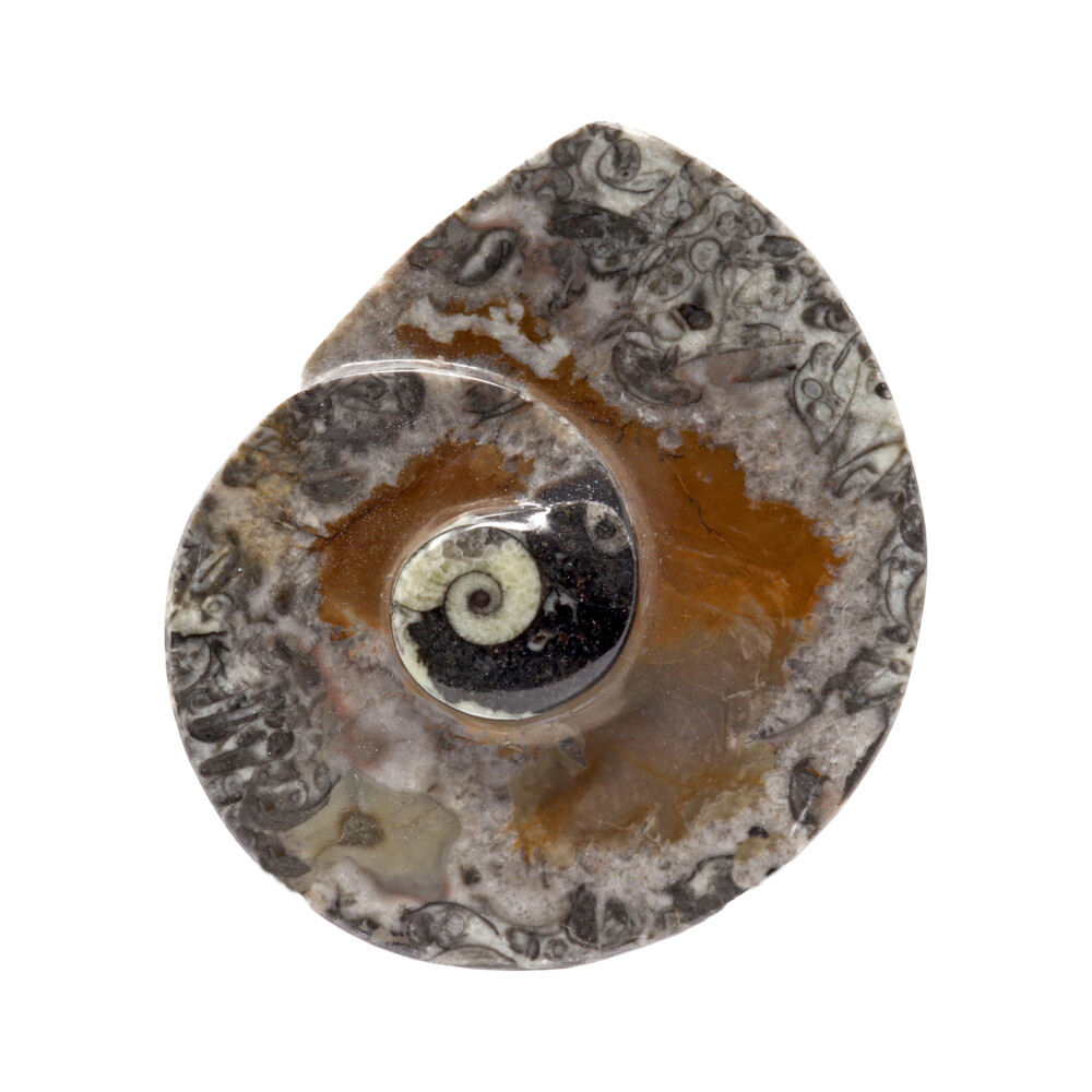 <span style="font-family: "EB Garamond"; position: initial; margin: initial;"><font style="position: initial; margin: initial; font-family: "EB Garamond";" size="4">Ammonite And Orthoceras Fossil Dish In Black Seabed</font></span><div style="position: initial; margin: initial; font-family: "EB Garamond";"><span style="font-family: "EB Garamond"; position: initial; margin: initial;"><font size="4">*Each item is unique and one of a kind. Nature's treasures do vary in their shape and color.</font></span><span style="font-family: "EB Garamond"; position: initial; margin: initial;"><font size="4" style="position: initial; margin: initial;"><br style="position: initial; margin: initial;"></font></span></div> Ammonite And Orthoceras Fossil Dish In Black Seabed