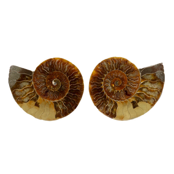 Two-Sided Ammonite Fossil 15.13.2 