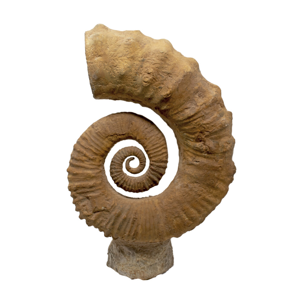 Ammonite Fossil From Morocco -Whole Open Spiral