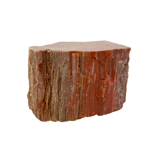 Closeup photo of Arizona Petrified Wood Chunk -Polished Side