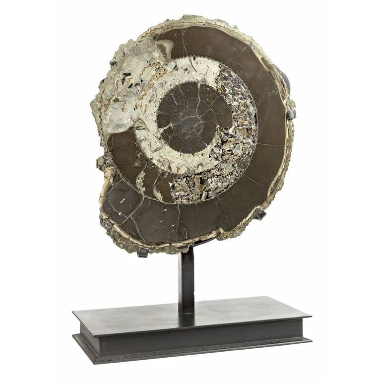 Pyritized Ammonite Half from Russia In Custom Stand