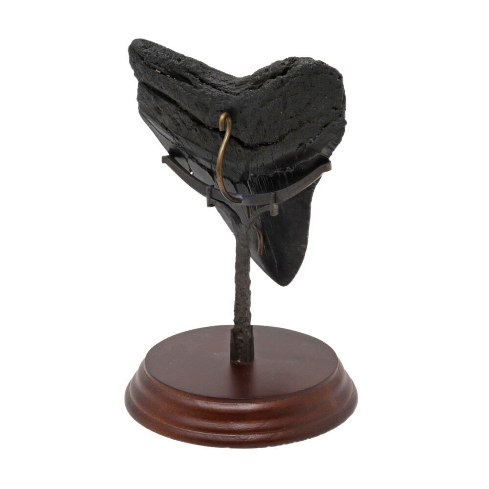 <span style="position: initial; margin: initial;"></span><span style="font-family: Quicksand; position: initial; margin: initial;">Megalodon Shark Tooth A++ Large In Stand</span><div style="position: initial; margin: initial;"><div style="font-size: 16.8px; position: initial; margin: initial; font-family: "EB Garamond";"><span style="position: initial; margin: initial;"><span style="position: initial; margin: initial;"><font style="position: initial; margin: initial;"><span style="position: initial; margin: initial;"><font style="font-size: 1.2rem; line-height: 22px; position: initial; margin: initial;"><br style="position: initial; margin: initial;"></font></span></font></span></span></div><div style="font-size: 16.8px; position: initial; margin: initial; font-family: "EB Garamond";"><p style="margin: initial; line-height: normal; color: rgb(0, 0, 0); font-variant-numeric: normal; font-variant-east-asian: normal; font-stretch: normal; position: initial;"><span style="position: initial; margin: initial;"><font style="font-size: 1.2rem; line-height: 22px; position: initial; margin: initial;">PREHISTORIC SHARK TEETH</font></span></p><p style="margin: initial; line-height: normal; color: rgb(0, 0, 0); font-variant-numeric: normal; font-variant-east-asian: normal; font-stretch: normal; position: initial;"><font style="font-size: 1.2rem; line-height: 22px; position: initial; margin: initial;">From Carcharodon Megaldon</font></p><p style="margin: initial; line-height: normal; color: rgb(0, 0, 0); font-variant-numeric: normal; font-variant-east-asian: normal; font-stretch: normal; position: initial;"><font style="font-size: 1.2rem; line-height: 22px; position: initial; margin: initial;">These </font><span style="font-size: 1.2rem; position: initial; margin: initial;">Fossilized Shark Teeth </span><span style="font-size: 1.2rem; position: initial; margin: initial;">are the only remains of the Carcharodon</span></p><p style="margin: initial; line-height: normal; color: rgb(0, 0, 0); font-variant-numeric: normal; font-variant-east-asian: normal; font-stretch: normal; position: initial;"><font style="font-size: 1.2rem; line-height: 22px; position: initial; margin: initial;">Megaldon, the largest and most awesome creature to ever inhabit the</font></p><p style="margin: initial; line-height: normal; color: rgb(0, 0, 0); font-variant-numeric: normal; font-variant-east-asian: normal; font-stretch: normal; position: initial;"><font style="font-size: 1.2rem; line-height: 22px; position: initial; margin: initial;">oceans of the world. A distant cousin of today’s “Great White Shark”,</font></p><p style="margin: initial; line-height: normal; color: rgb(0, 0, 0); font-variant-numeric: normal; font-variant-east-asian: normal; font-stretch: normal; position: initial;"><font style="font-size: 1.2rem; line-height: 22px; position: initial; margin: initial;">Megaldon thrived during the Miocene and Pleistocene Epochs over</font></p><p style="margin: initial; line-height: normal; color: rgb(0, 0, 0); font-variant-numeric: normal; font-variant-east-asian: normal; font-stretch: normal; position: initial;"><font style="font-size: 1.2rem; line-height: 22px; position: initial; margin: initial;">fifteen million years ago. Based on the enormous five and six-inch</font></p><p style="margin: initial; line-height: normal; color: rgb(0, 0, 0); font-variant-numeric: normal; font-variant-east-asian: normal; font-stretch: normal; position: initial;"><font style="font-size: 1.2rem; line-height: 22px; position: initial; margin: initial;">fossilized teeth, many scientists believe Megalodon may have reached</font></p><p style="margin: initial; line-height: normal; color: rgb(0, 0, 0); font-variant-numeric: normal; font-variant-east-asian: normal; font-stretch: normal; position: initial;"><font style="font-size: 1.2rem; line-height: 22px; position: initial; margin: initial;">an overall length of one hundred feet, more than three times the size of</font></p><p style="margin: initial; line-height: normal; color: rgb(0, 0, 0); font-variant-numeric: normal; font-variant-east-asian: normal; font-stretch: normal; position: initial;"><font style="font-size: 1.2rem; line-height: 22px; position: initial; margin: initial;">any existing species. 25 million years old from Coastal South Carolina.</font></p><p style="margin: initial; line-height: normal; color: rgb(0, 0, 0); font-variant-numeric: normal; font-variant-east-asian: normal; font-stretch: normal; position: initial;"><font style="font-size: 1.2rem; line-height: 22px; position: initial; margin: initial;">In perfect condition, excellent quality. </font></p></div></div> Megalodon Shark Tooth A++ Large In Stand