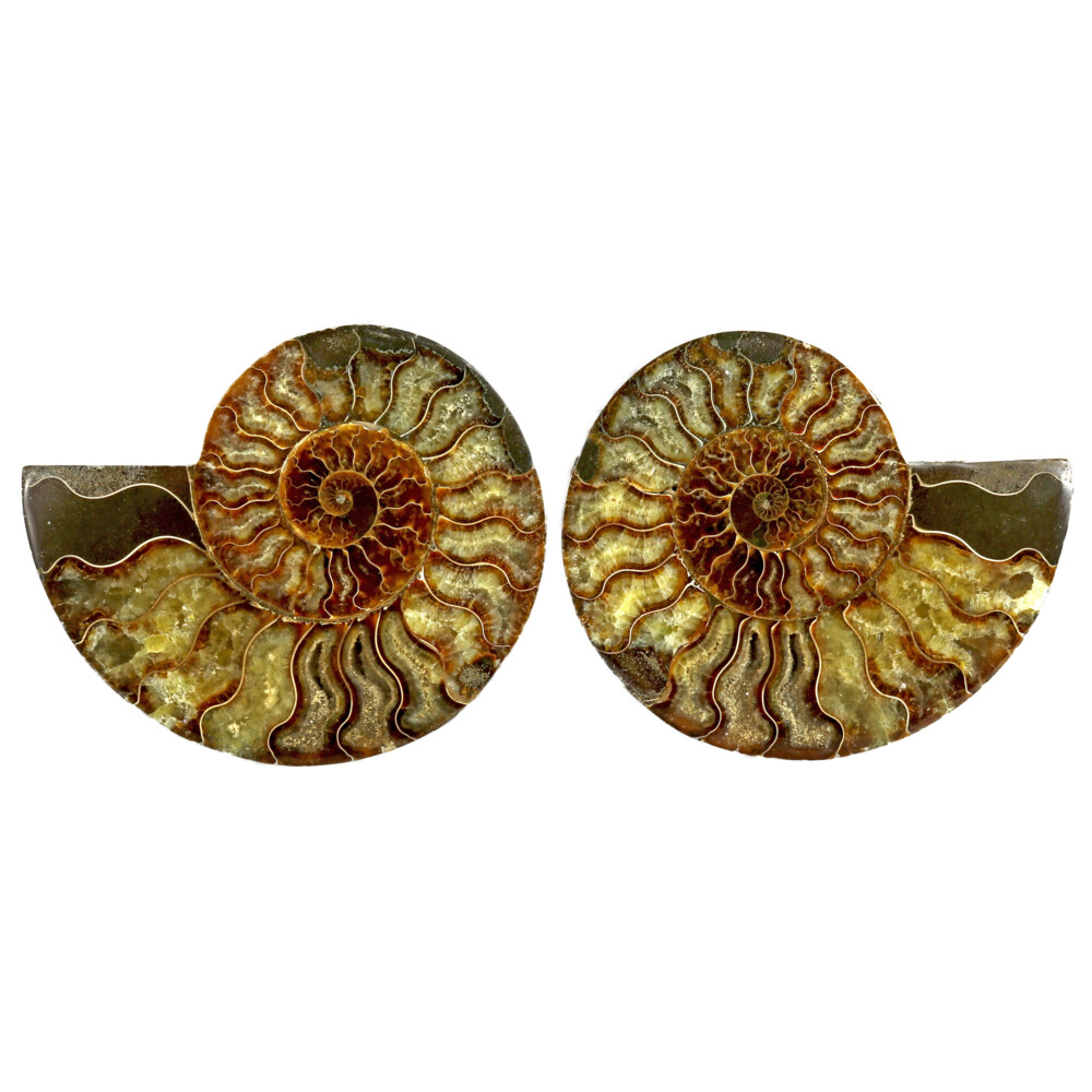 Image 2 for Ammonite Fossil Pair On Acrylic Stands With Light Calcite Chambers