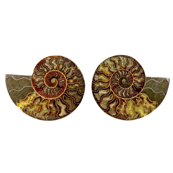 Two-Sided Ammonite Fossil 15.13.2 