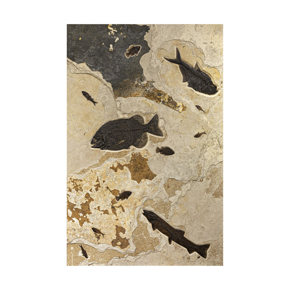 <font style="" size="4"><font face="Quicksand" style="font-family: "EB Garamond";">This Striking Fish Fossil Panel from Wyoming has a Beautiful Composition with Unique Fish Fossils from the Green River Formation. The wall panel is unframed and could be inserted or safely mounted onto any focal wall. The darker color comes from the depths of the lake bed, due to </font><font face="Quicksand" style="font-family: "EB Garamond";">preservation</font><font face="Quicksand" style="font-family: "EB Garamond";"> from the sun. The largest fish shown in the panel is the rare Phareodus encaustus.</font></font> Wyoming Fish Wall Panel 80" X 48"