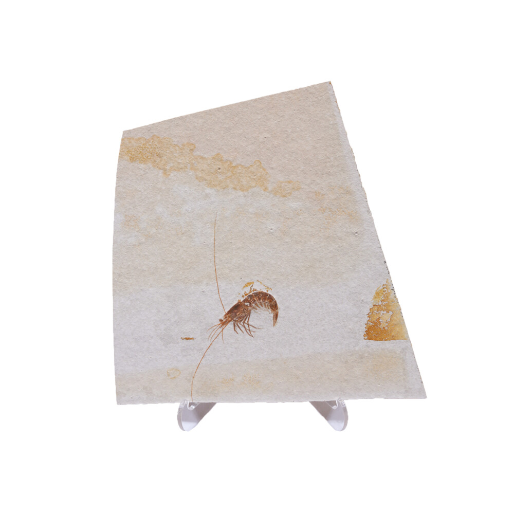 Solhnhofen Limestone, Shrimp fossil from Germany<div>Stand not included.</div> Fossil Shrimp from Germany