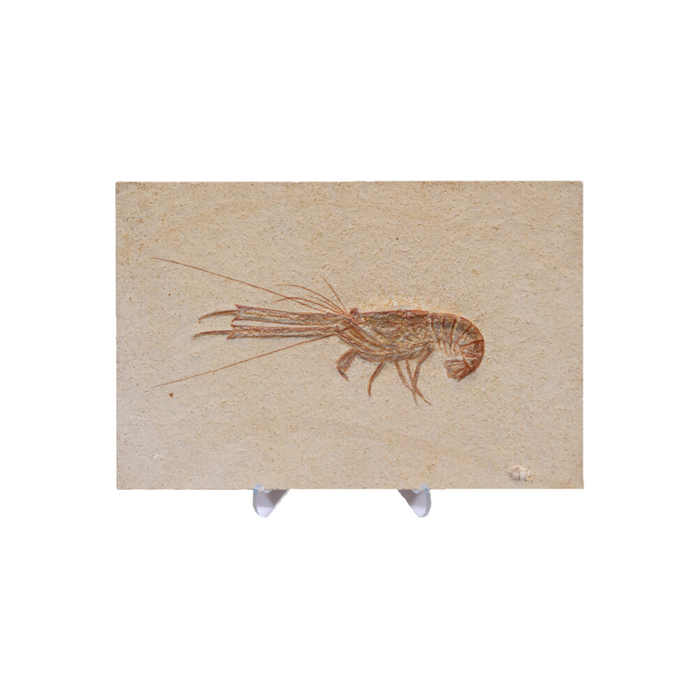 Solnhofen Limestone, Shrimp fossil from Germany, Stand is priced separately. Shrimp Fossil from Germany